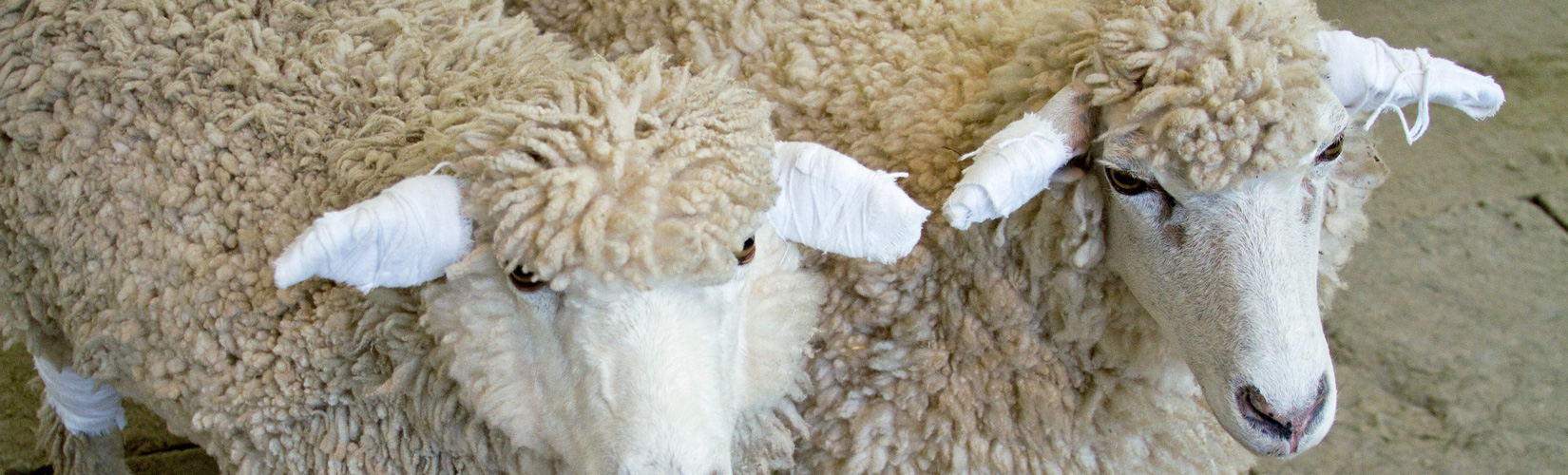Slider Schafe